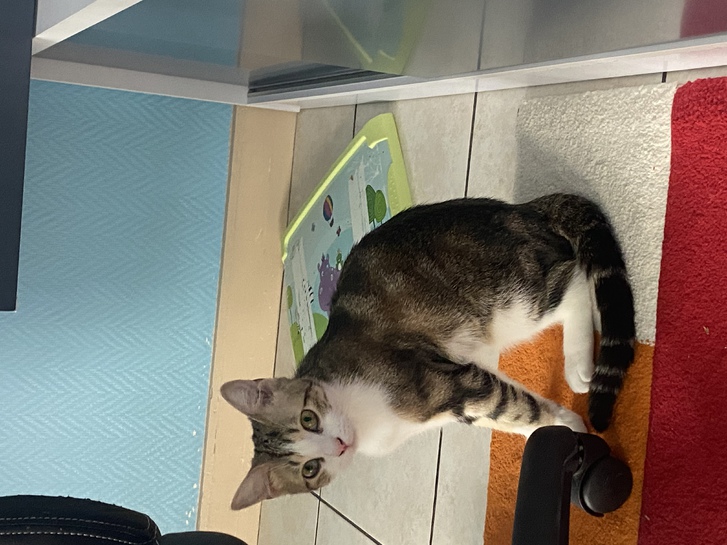 Chaton adoption Chaton adoption Animaux