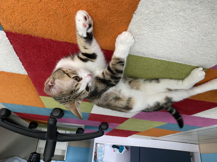 Chaton adoption 2 Chaton adoption Animaux 2