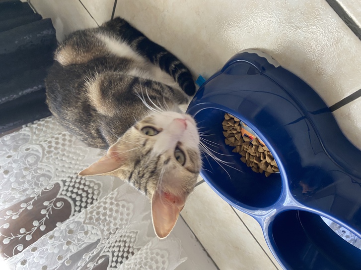 Chaton adoption 3 Chaton adoption Animaux 3
