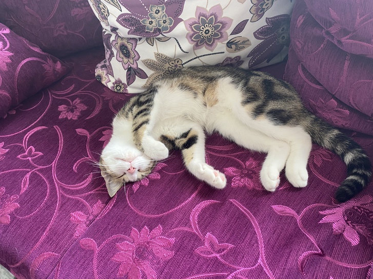 Chaton adoption 4 Chaton adoption Animaux 4