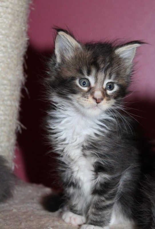 Chatons Maine Coon Chatons Maine Coon Animaux