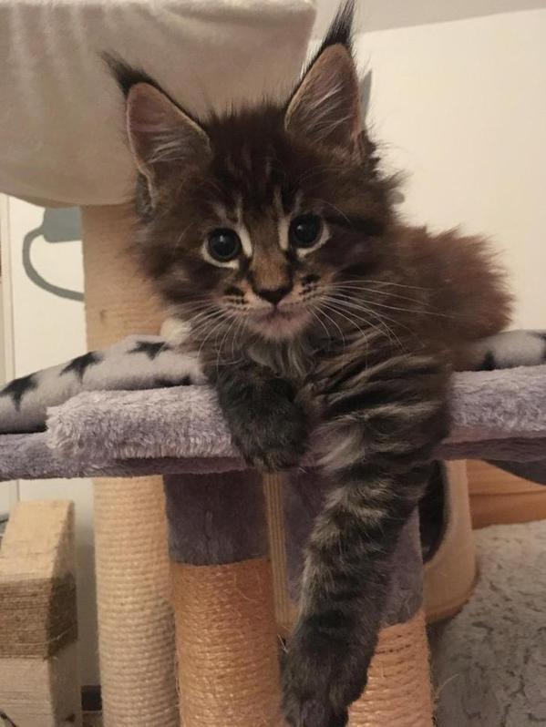 Chatons Maine Coon 2 Chatons Maine Coon Animaux 2