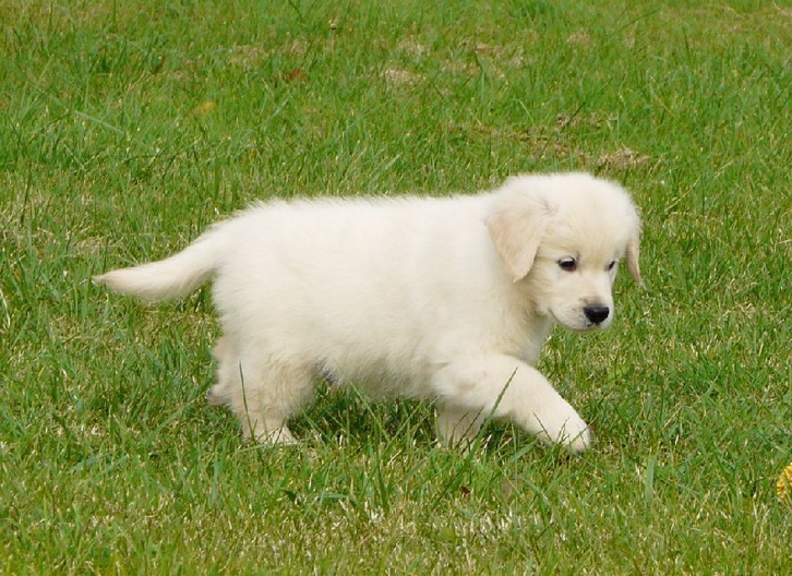 Chiot Golden Retriever à donner Chiot Golden Retriever à donner Animaux