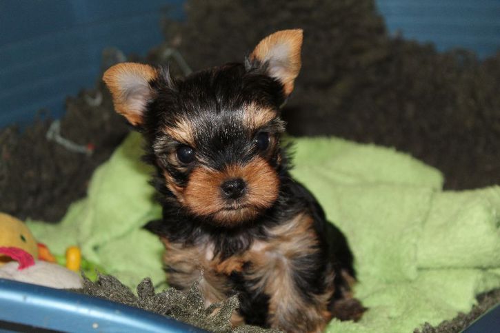 Chiot Mini Femelle Yorkshire lof a donner Chiot Mini Femelle Yorkshire lof a donner Animaux