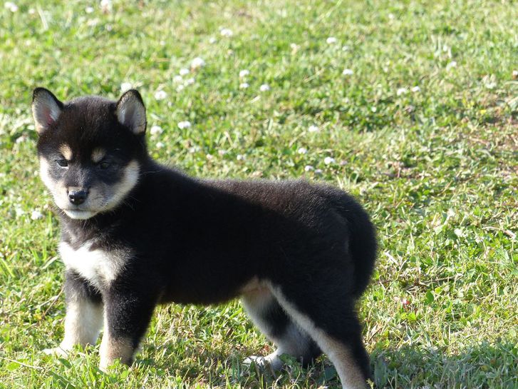 Chiot Shiba nul femelle à donner Chiot Shiba nul femelle à donner Animaux