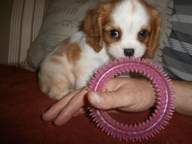 Chiot Type Cavalier King Charles Femelle pour noël  Animaux