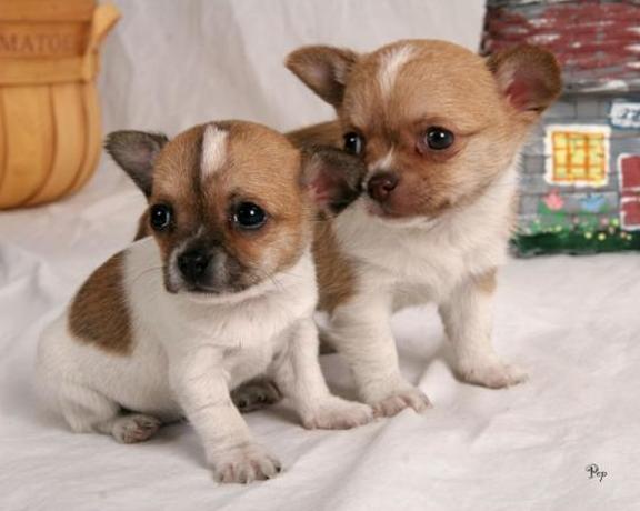 Chiot chihuahua 3 mois  Animaux