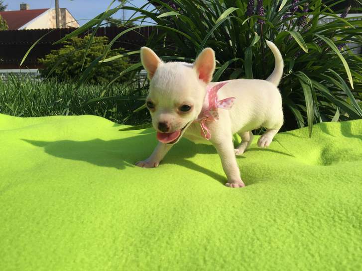 Chiot chihuahua femelle Animaux