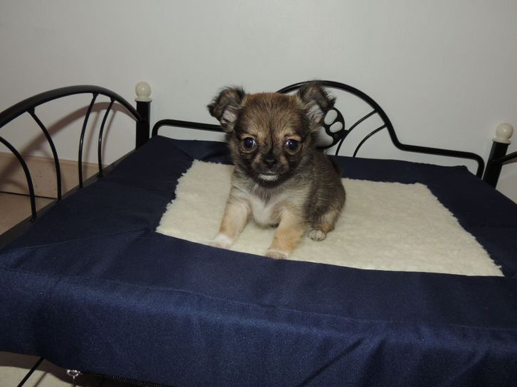 Chiot chihuahua femelle pour noël a donner  Animaux