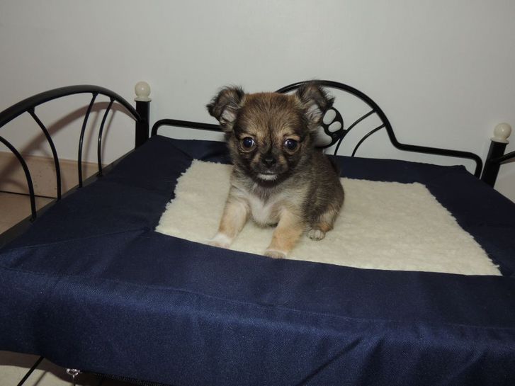 Chiot chihuahua femelle pour noël a donner Chiot chihuahua femelle pour noël a donner Animaux