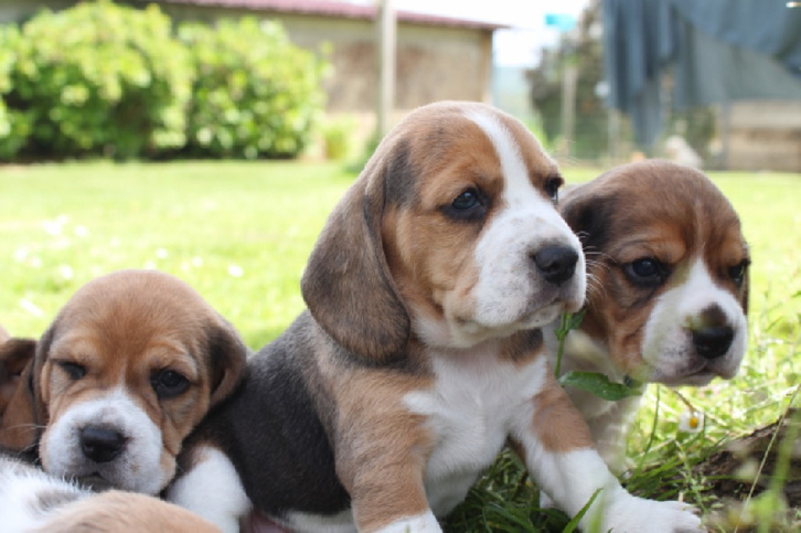 Chiots Beagle Animaux