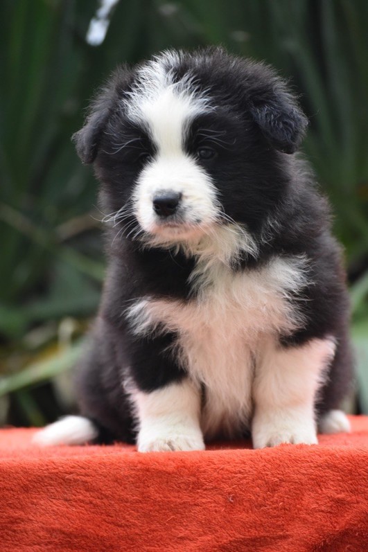Chiots Border Collie Animaux