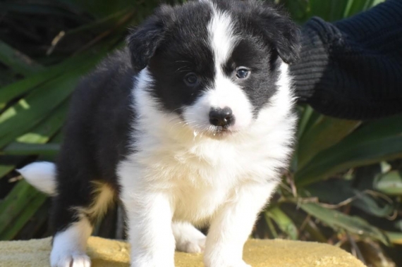 Chiots Border Collie Animaux