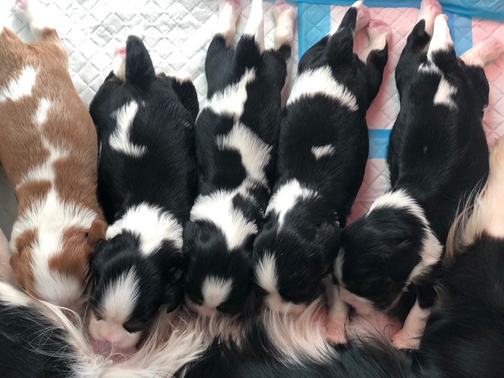 Chiots Cavalier King Charles Animaux