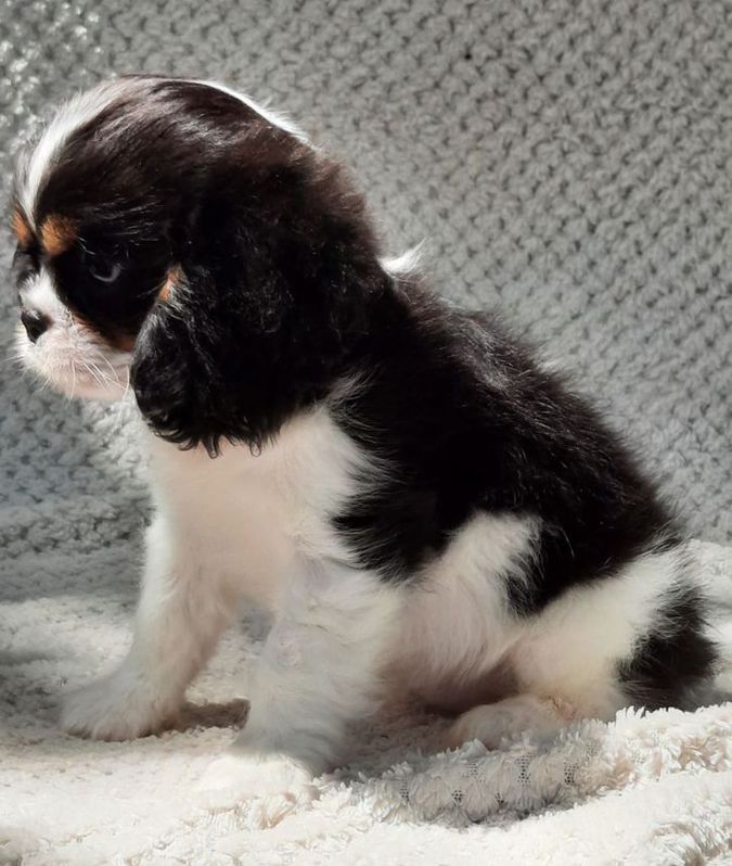 Chiots Cavalier King Charles Spaniel Chiots Cavalier King Charles Spaniel Animaux