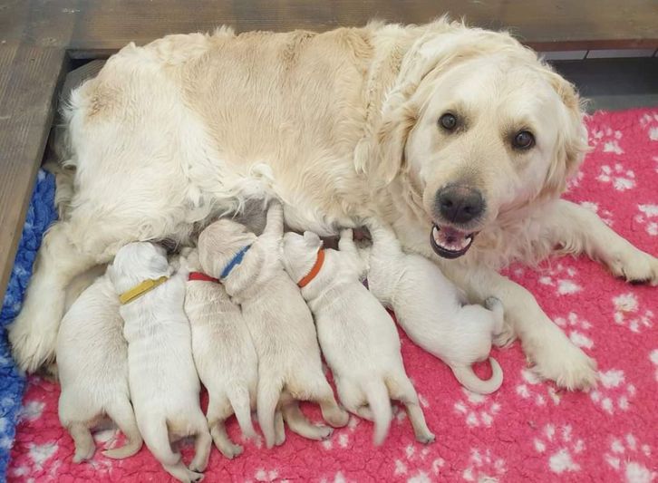 Chiots Golden Retriever Animaux