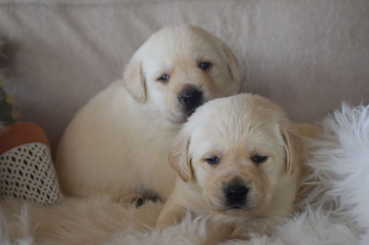 Chiots Labrador Retriever Animaux