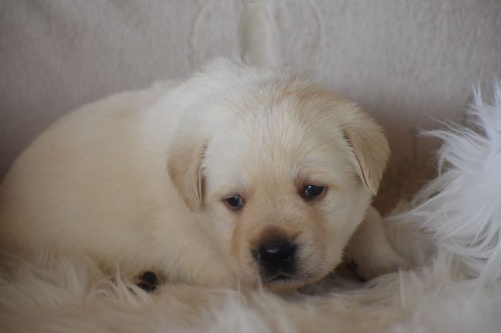 Chiots Labrador Retriever Animaux 2