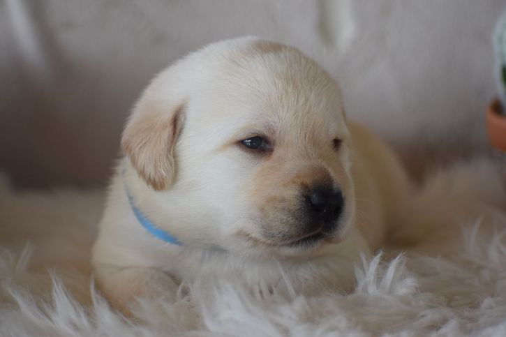 Chiots Labrador Retriever Animaux 3