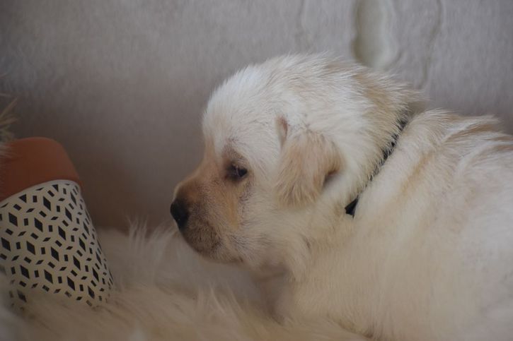 Chiots Labrador Retriever Animaux 4