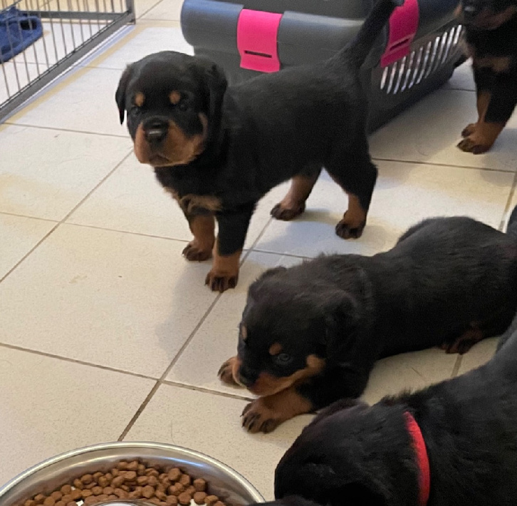 Chiots Rottweiler Animaux