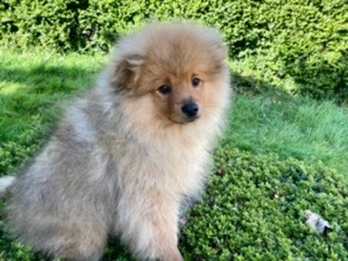 Chiots Spitz allemand Animaux