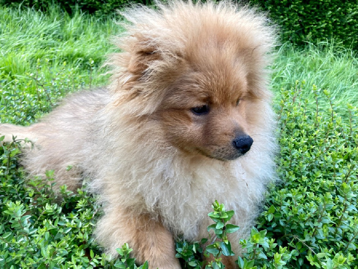 Chiots Spitz allemand Animaux 2