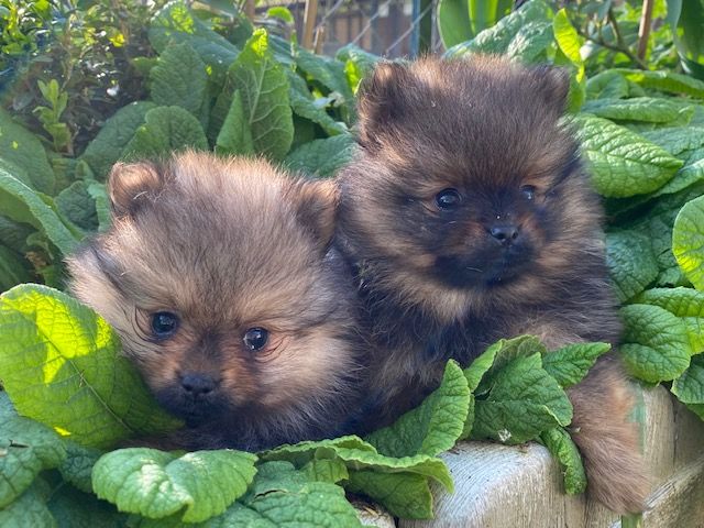 Chiots Spitz allemand Animaux 3