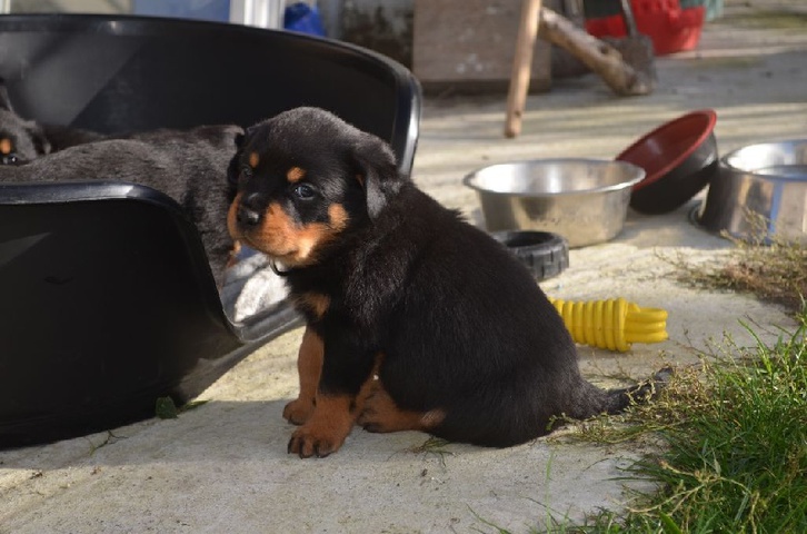 Chiots Type Rottweiler Femelle à donner Chiots Type Rottweiler Femelle à donner Animaux