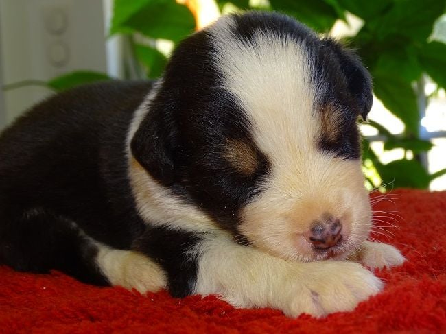 Chiots bergers australiens  rservs Animaux 2