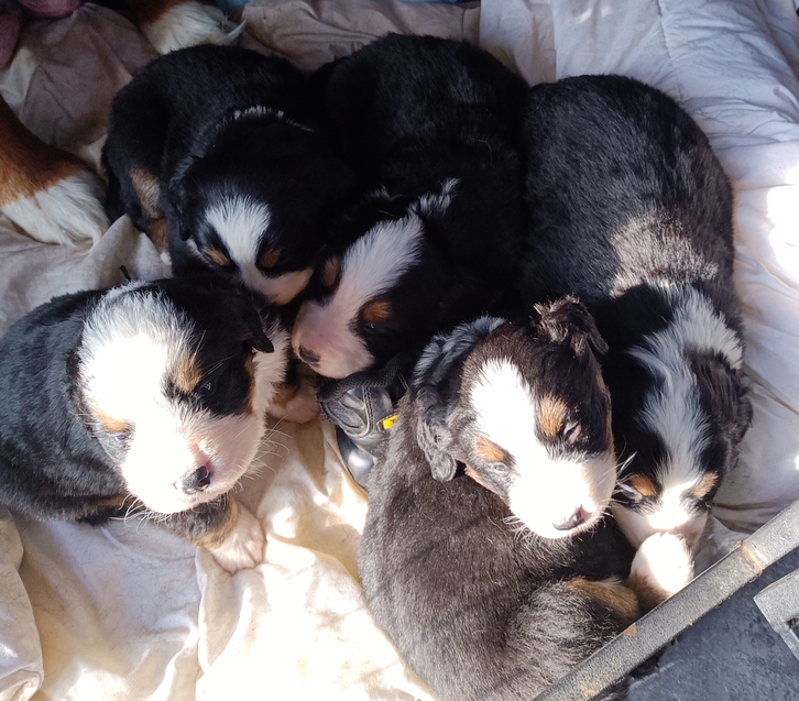 Chiots bouvier bernois à réserver Chiots bouvier bernois à réserver Animaux