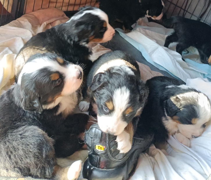 Chiots bouvier bernois à réserver 2 Chiots bouvier bernois à réserver Animaux 2
