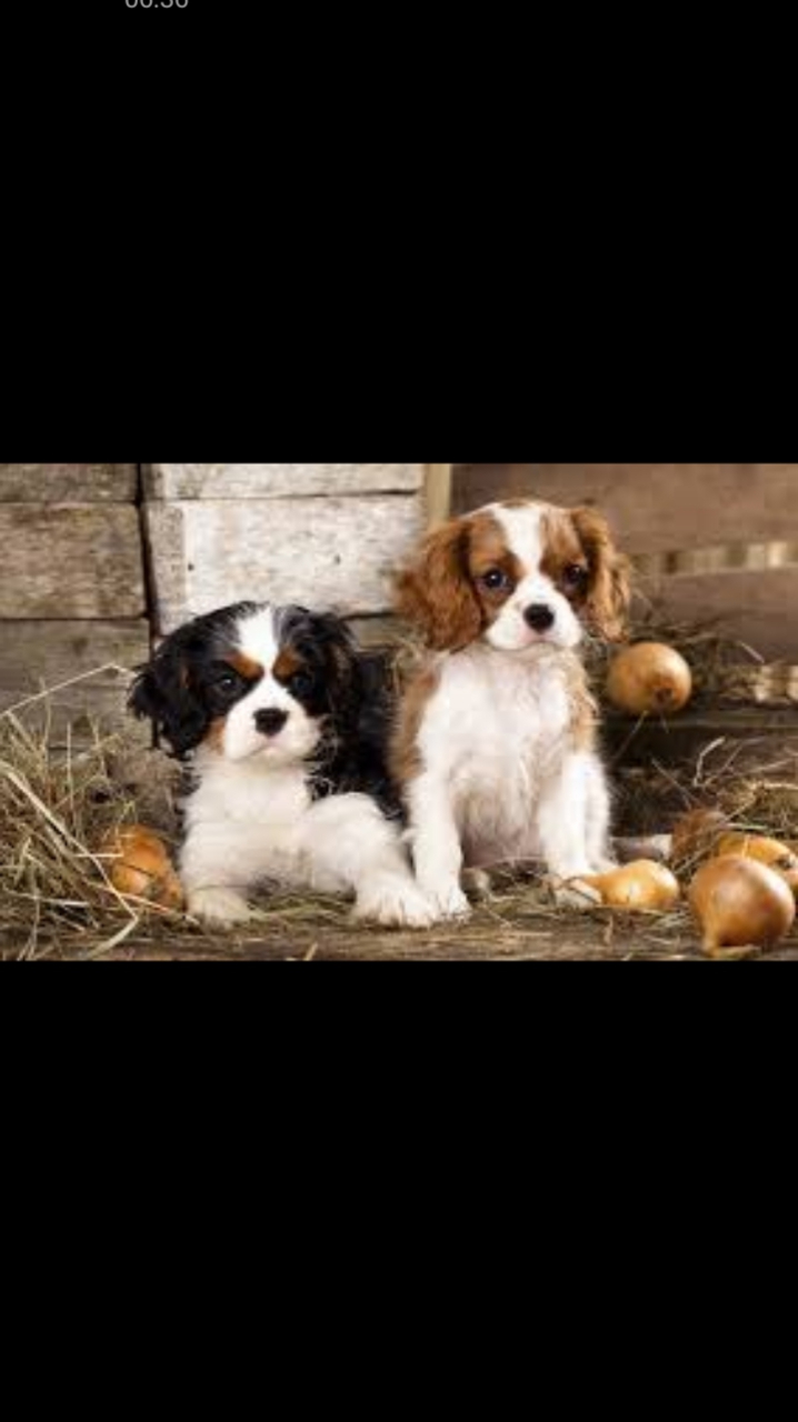 Magnifiques chiots Cavalier King non LOF, âgés de trois mois, issus d’une portée de 5 chiots, 