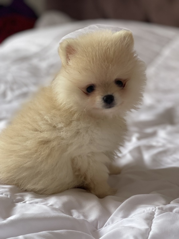 Chiots spitz nains  Animaux