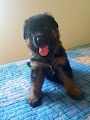 Disponible Chiot Berger allemand Animaux