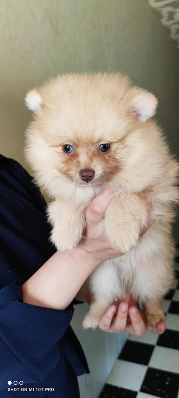 Don Spitz Pomeranien Don Spitz Pomeranien Animaux