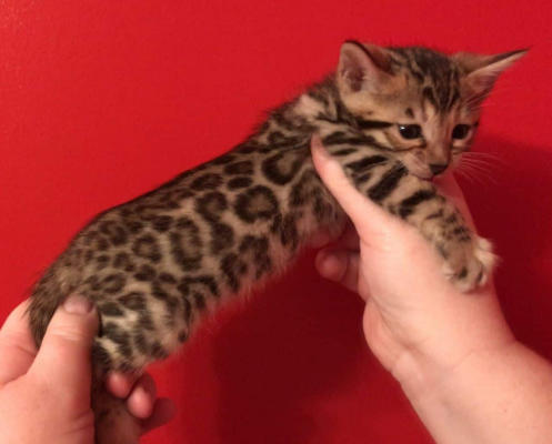 Don Splendide Chatons Bengal Don Splendide Chatons Bengal Animaux