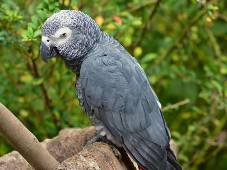 Don de perroquet gris du Gabon Animaux 2