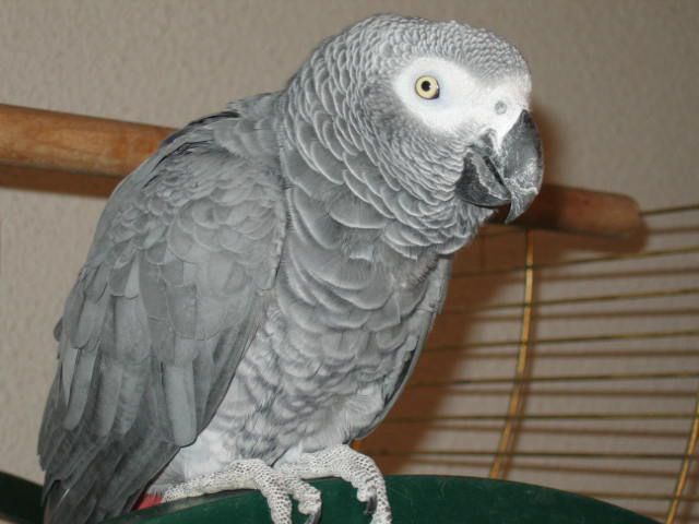 Donne Perroquet Gris du Gabon mâle très gentil Donne Perroquet Gris du Gabon mâle très gentil Animaux