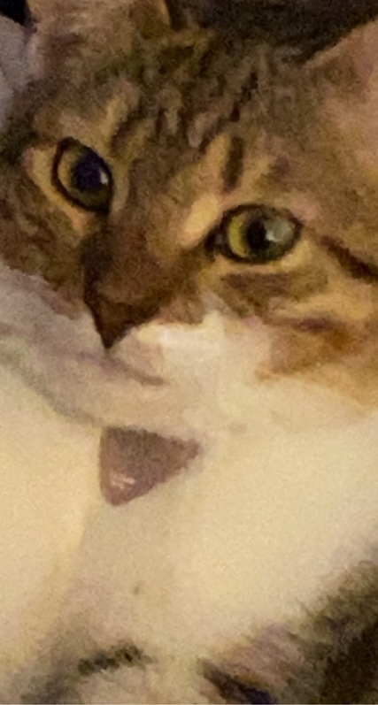 Donne chatte stérilisé 14 mois Donne chatte stérilisé 14 mois Animaux