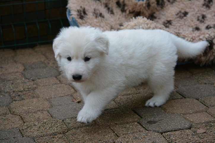 Donne magnifique chiot type Berger Blanc Suisse Donne magnifique chiot type Berger Blanc Suisse Animaux