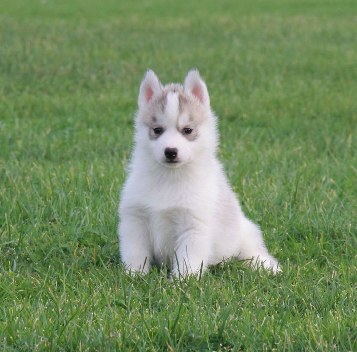 Donner Chiot Siberian Husky femelle Animaux