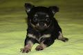 Donner belle Chiot Chihuahua Femelle Animaux