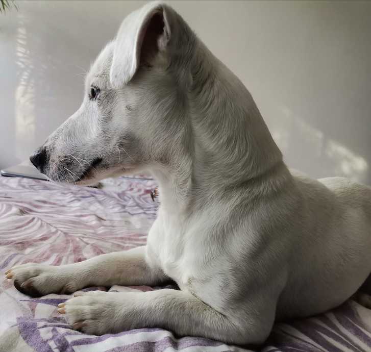 JACK RUSSEL 3 JACK RUSSEL Animaux 3