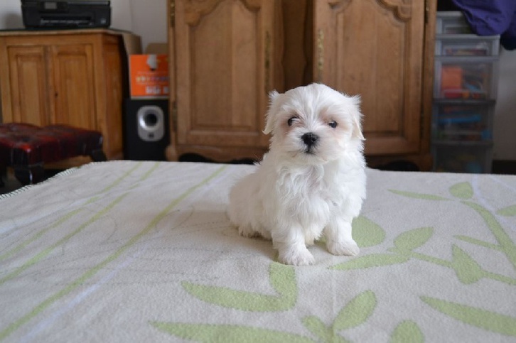 Jolie Chiot Bichon Maltais Mâle à donner Jolie Chiot Bichon Maltais Mâle à donner Animaux