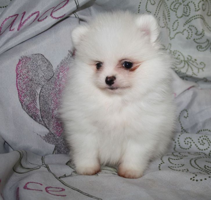 Jolie Superbe chiot de pure race spitz allemand  Animaux