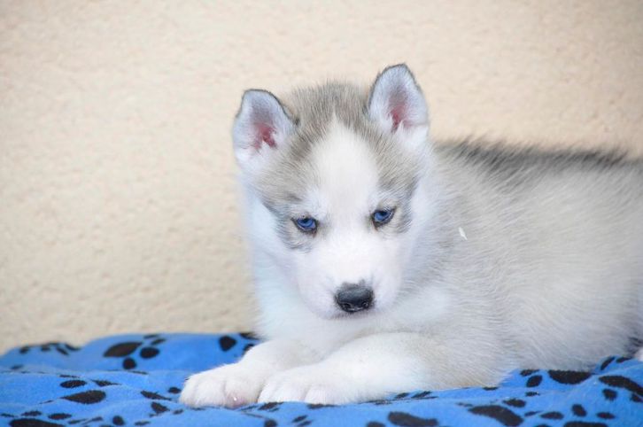 Magnifique  Chiot husky sibrien femelle  Animaux