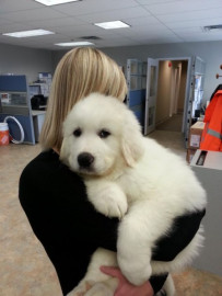 Magnifique chiot golden retriever à donner Magnifique chiot golden retriever à donner Animaux