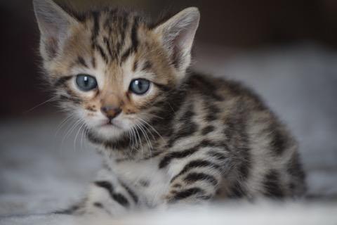 Magnifiques Chatons Bengal femelle à donner Magnifiques Chatons Bengal femelle à donner Animaux
