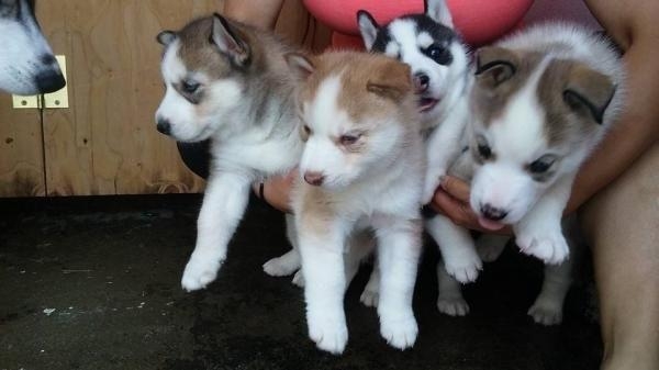 Magnifiques chiots husky siberien lof  Animaux